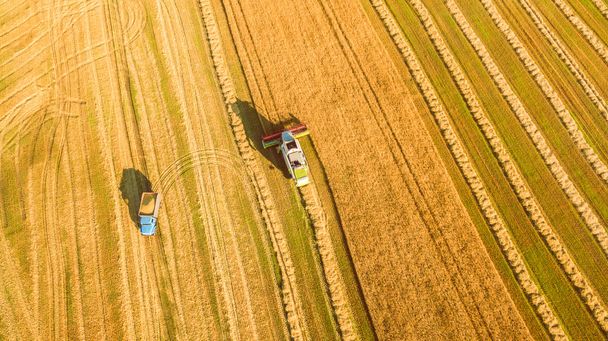 Harvester working in field and mows wheat. Ukraine. Aerial view. - Photo, Image