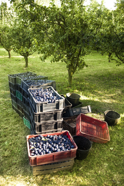 Fresh ripe plums in a plastic box - Photo, Image