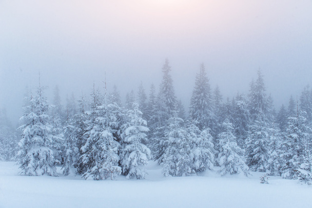 winter landscape trees in frost and fog - Fotoğraf, Görsel