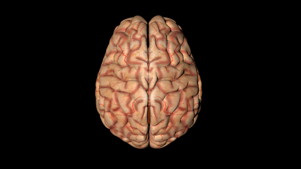 Animação do cérebro humano em rotação vista de cima
 - Filmagem, Vídeo