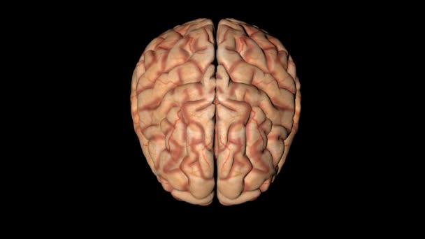 Animación del cerebro humano en rotación vertical
 - Metraje, vídeo