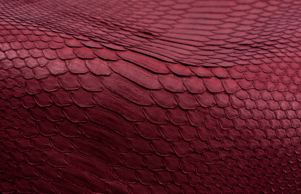 Python sfondo pelle di serpente, pelle di serpente, consistenza, animale, rettile
 - Foto, immagini