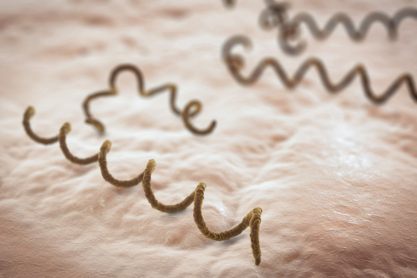 細菌の梅毒トレポネーマ - 写真・画像