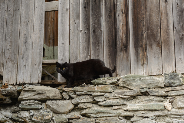 Черная кошка - старый сарай
 - Фото, изображение
