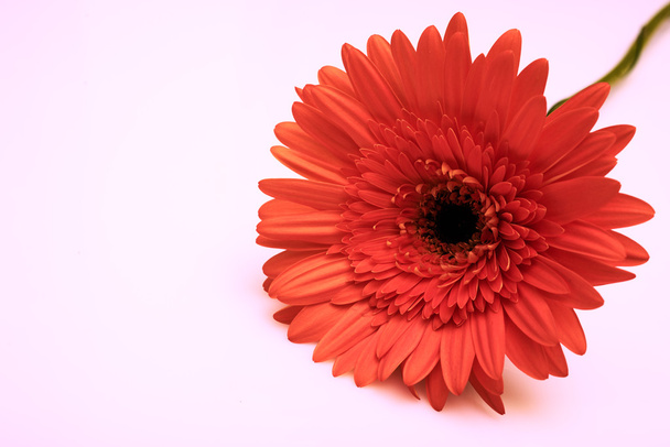 Kaunis syksyn värit kukka eristää
 - Valokuva, kuva
