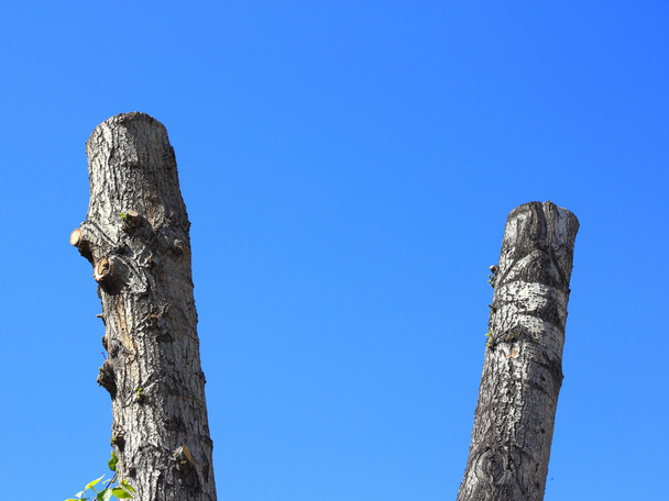 Пила стволы деревьев на голубом фоне неба
. - Фото, изображение