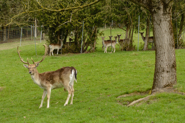 fallow deer and deer - closeup - Photo, Image