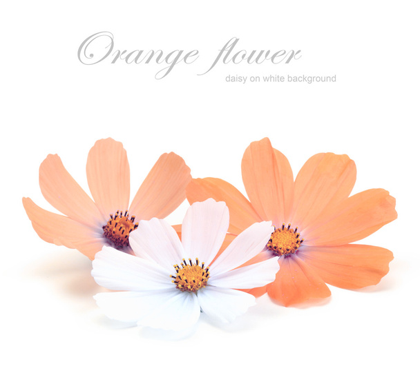 orange daisy flower on white - Zdjęcie, obraz