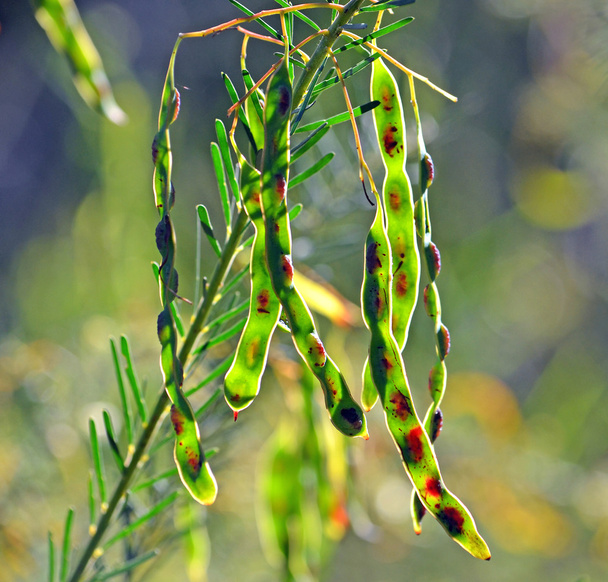 vainas de semillas de Wattle (Acacia)
 - Foto, Imagen