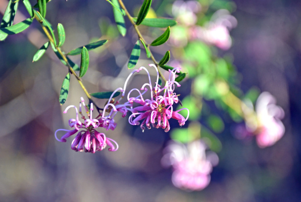 繊細なピンクなグレビレア花 - 写真・画像