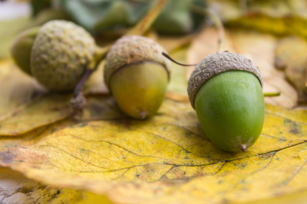 Three acorns - Photo, Image