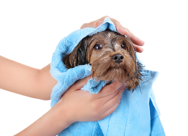 Padrona asciugando il suo cane con asciugamano isolato su bianco
 - Foto, immagini