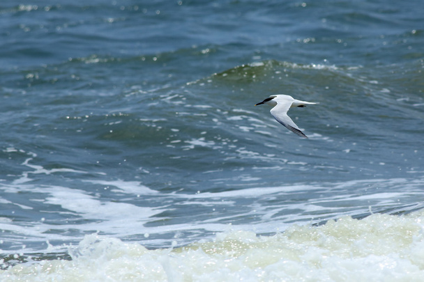 Royal tern flying over surf - Photo, Image
