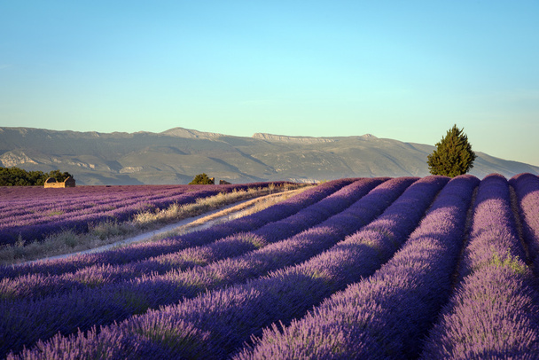 Champs fleuris de lavande en Provence en France
. - Photo, image