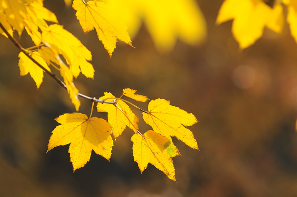 Autunno foglie gialle su sfondo autunno
 - Foto, immagini