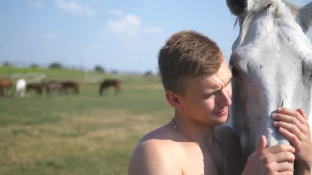 Junger gutaussehender Mann umarmt und streichelt weiße Pferde im Freien. Kerl umarmt ein Pferd auf dem Feld, streichelt und streichelt den Hengst. Liebe zu den Tieren. Nahaufnahme - Filmmaterial, Video