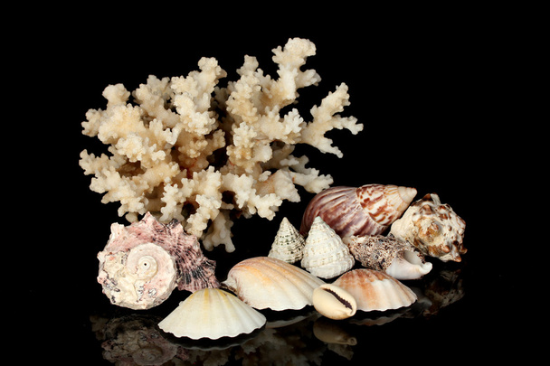 Sea coral with shells isolated on black - Фото, зображення