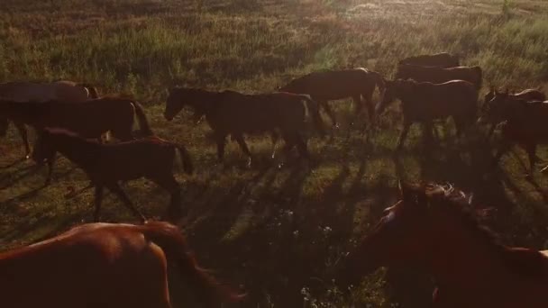 Paarden lopen op weide. - Video
