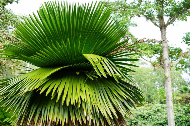 young great Cuban Petticoat Palms - Photo, Image