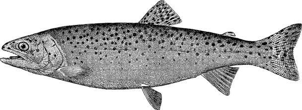 Rocznika obrazy ryb pstrąg łososia  - Zdjęcie, obraz