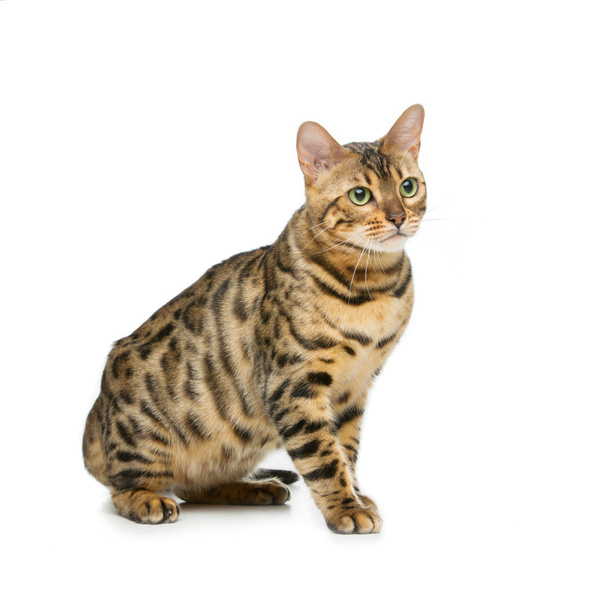 Beautiful bengal cat - Photo, Image