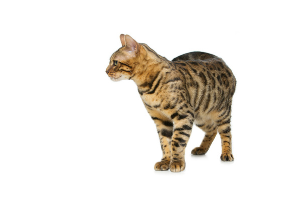 Hermoso gato de bengala
 - Foto, Imagen