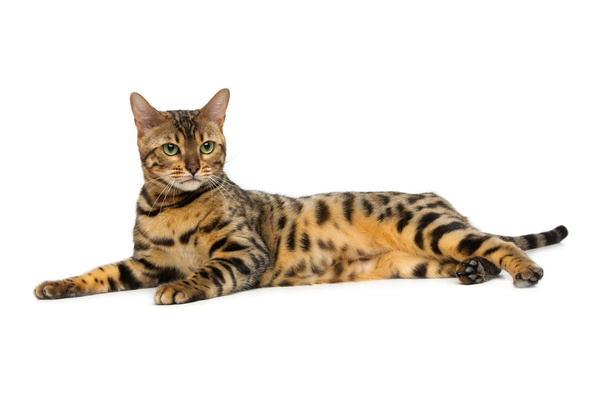 美しいベンガル猫 - 写真・画像