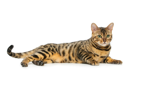 Piękny kot bengalski - Zdjęcie, obraz