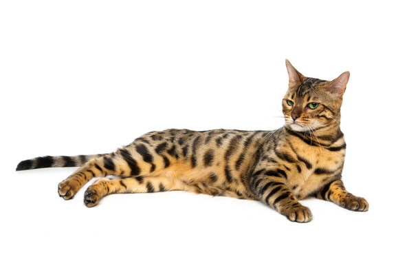 Hermoso gato de bengala
 - Foto, Imagen