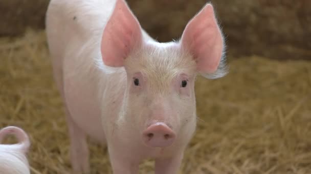 Piggy on straw background. - Footage, Video