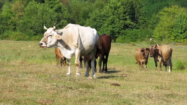 Vaches broutant dans une prairie
.  - Séquence, vidéo