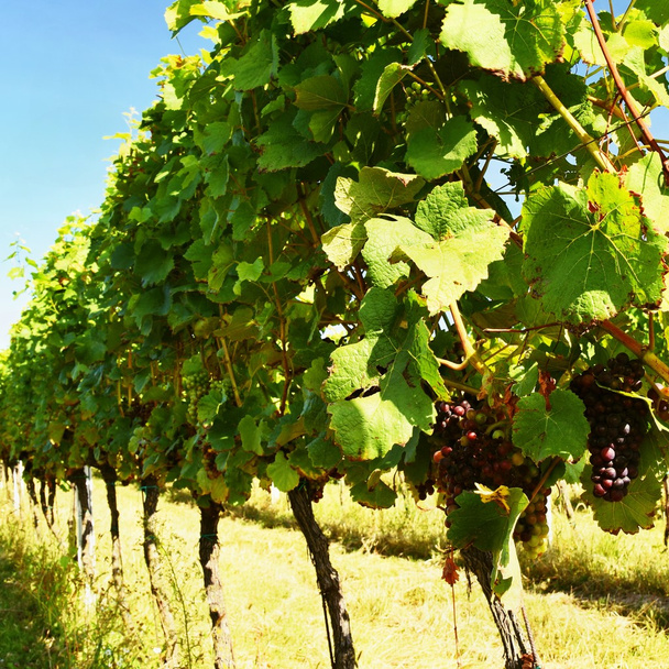 A bor a szőlőben. Borvidék Dél Morvaország Csehország. - Fotó, kép