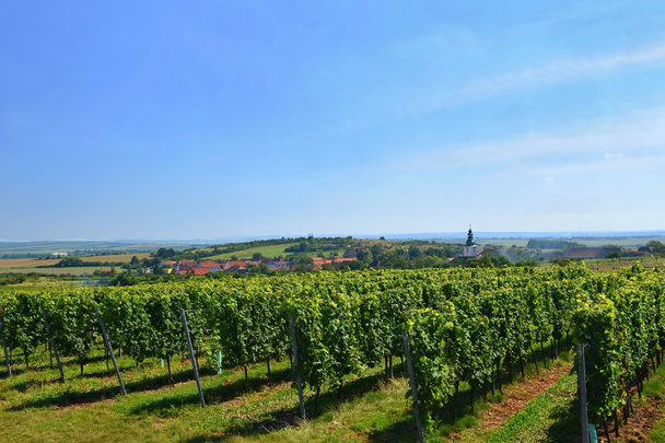 The wine in the vineyard. Wine region of South Moravia Czech Republic. - Photo, Image