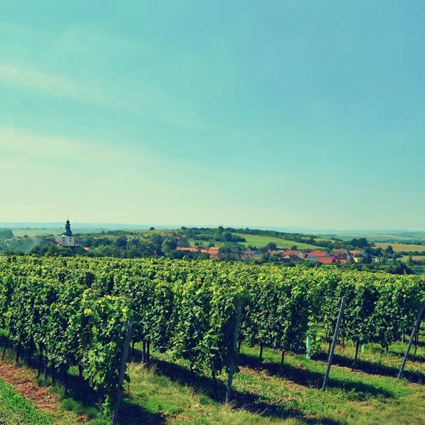 De wijn in de wijngaard. Wijngebied van Zuid-Moravië Tsjechische Republiek. - Foto, afbeelding