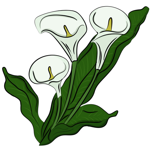 Handgezeichnete Illustration einer Calla - Vektor, Bild