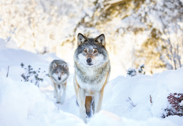 Hideg téli erdőben két Farkas - Fotó, kép
