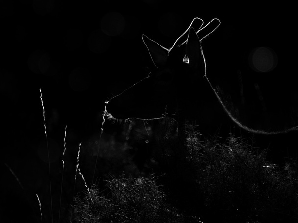 Hintergrundbeleuchtete Silhouette eines Hirsch-Cervus elaphus (künstlerisches Bild) - Foto, Bild