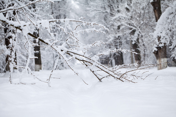 Snowing landscape in the park  - Photo, image