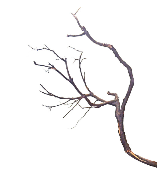  Primer plano de la rama seca
     - Foto, imagen