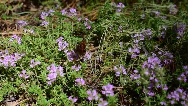 Butterfly on thyme flowers - Footage, Video