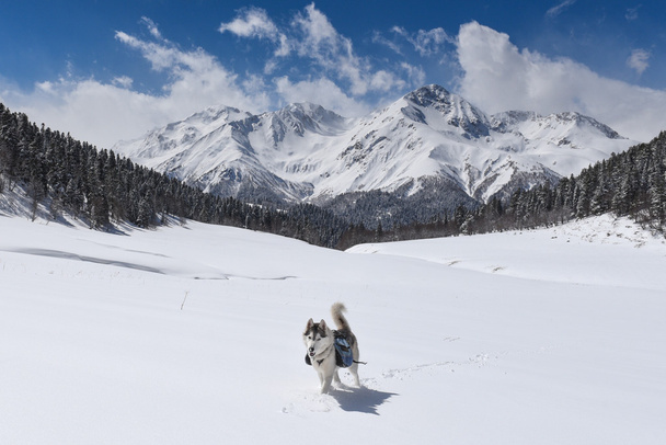 husky dog trekking in the winter mountains - Foto, Imagen