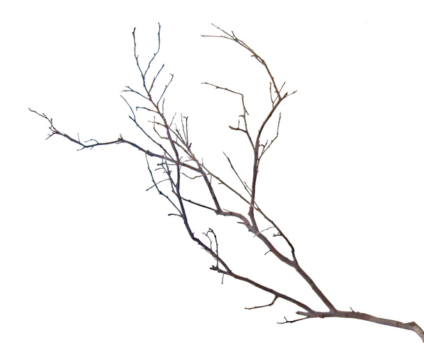  Zblízka suché větve     - Fotografie, Obrázek