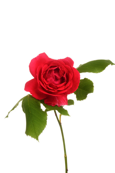red rose with leaves - Photo, image
