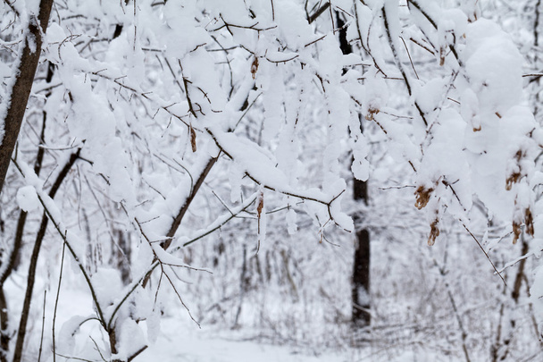 sněží, krajina v parku  - Fotografie, Obrázek