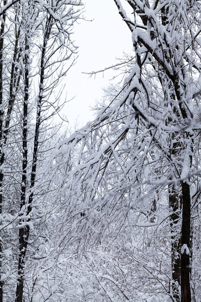 Snowing landscape in the park  - Foto, afbeelding