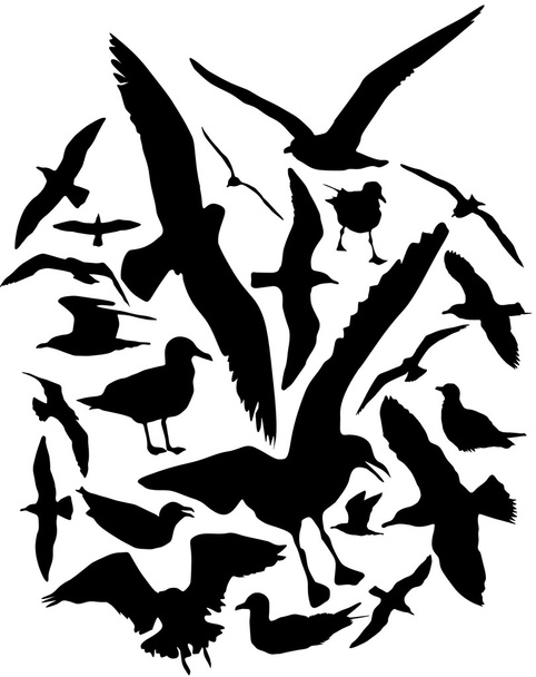 Чайки векторні силуети, набір з 25
 - Вектор, зображення