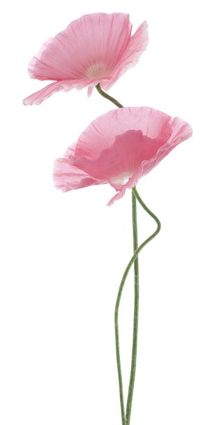 Poppy flowers - Фото, зображення