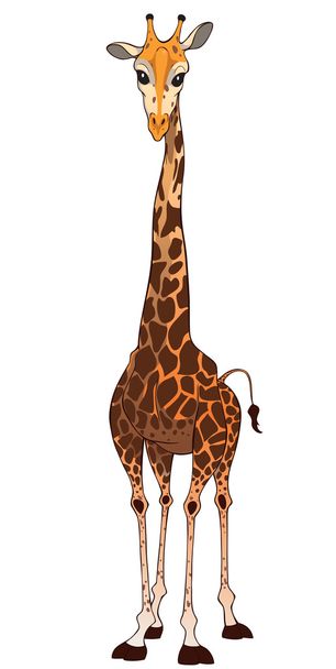Giraffe - Photo, image