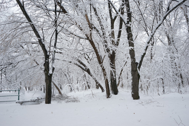 Nieva paisaje en el parque. Alta resolución y hermosos detalles de nieve
 - Foto, imagen