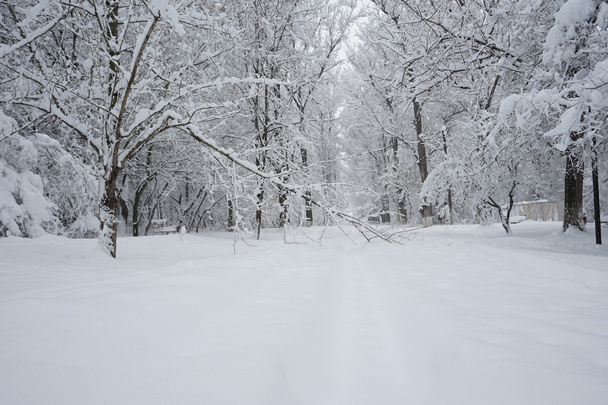 Snowing landscape in the park. High resolution and beautiful snow details - Fotografie, Obrázek